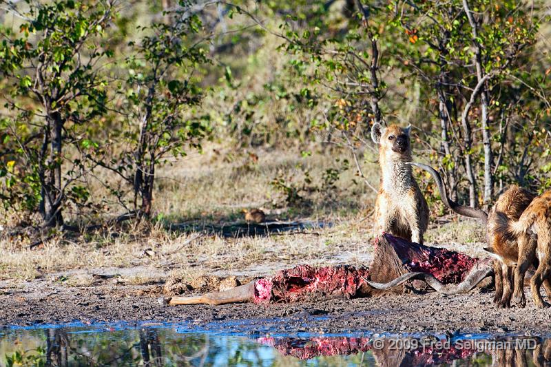 20090617_085325 D300 (2) X1.jpg - Hyena Feeding Frenzy Part 1.  A group of 4-5 hyenas are feeding on a dead Kudu.  This set of about 12 photos are over a period of an hour, approximately 8-9 AM.  Whether the hyenas made the kill or not could not be established